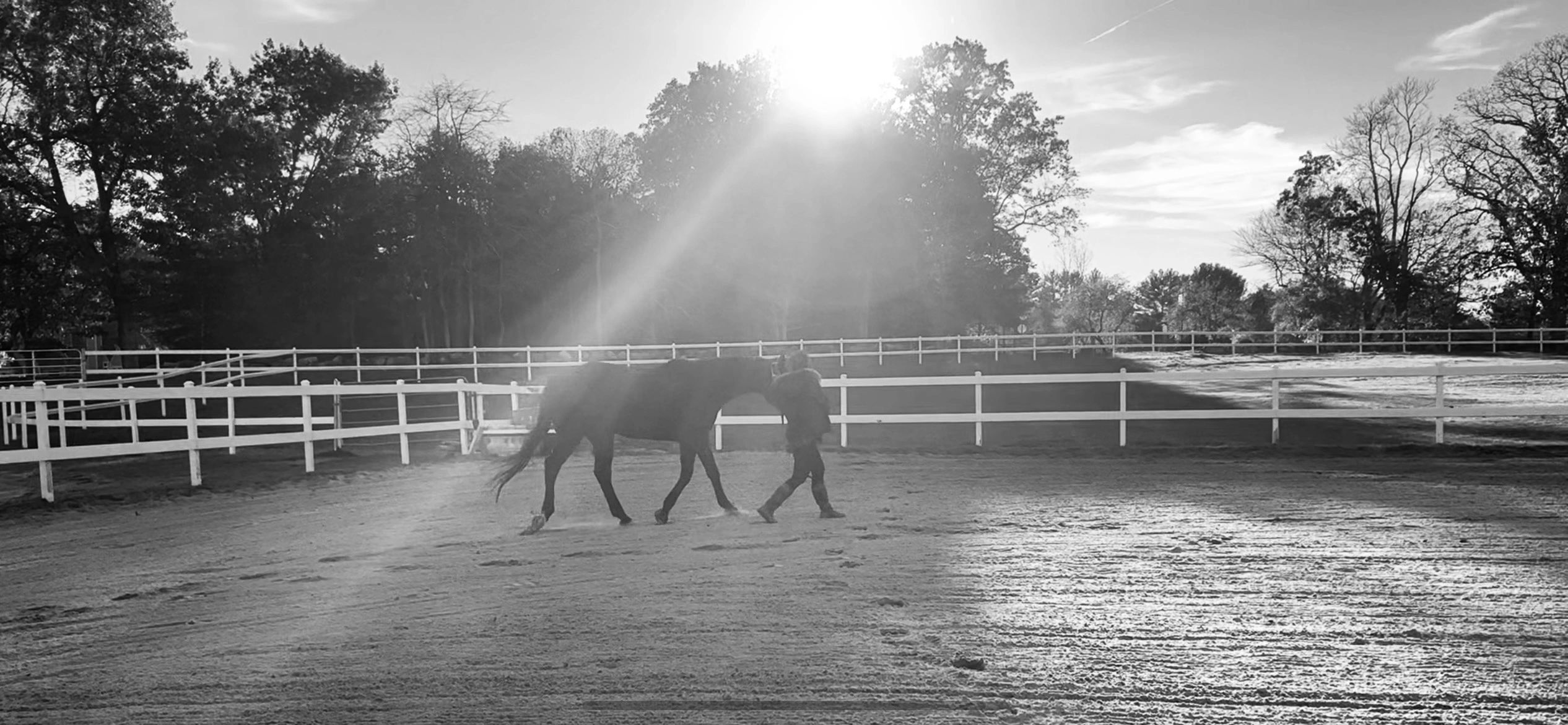 Mango Bay Equestrian